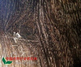 中木商网 一站式木材资讯与交易平台